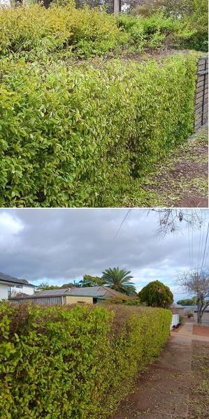 Hedging in Craigmore - during and after