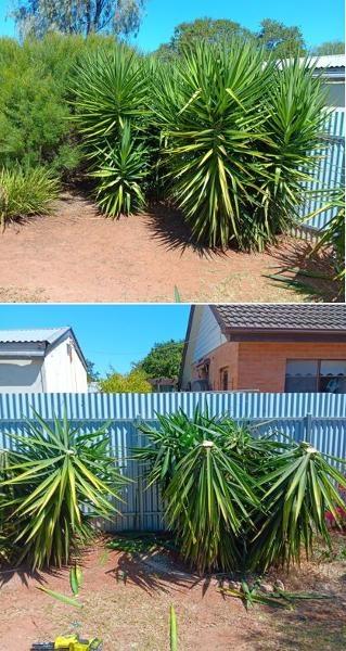Pruning in Craigmore - before & after