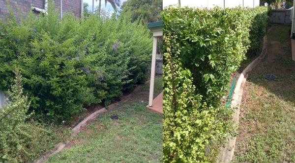 Hedging - before & after