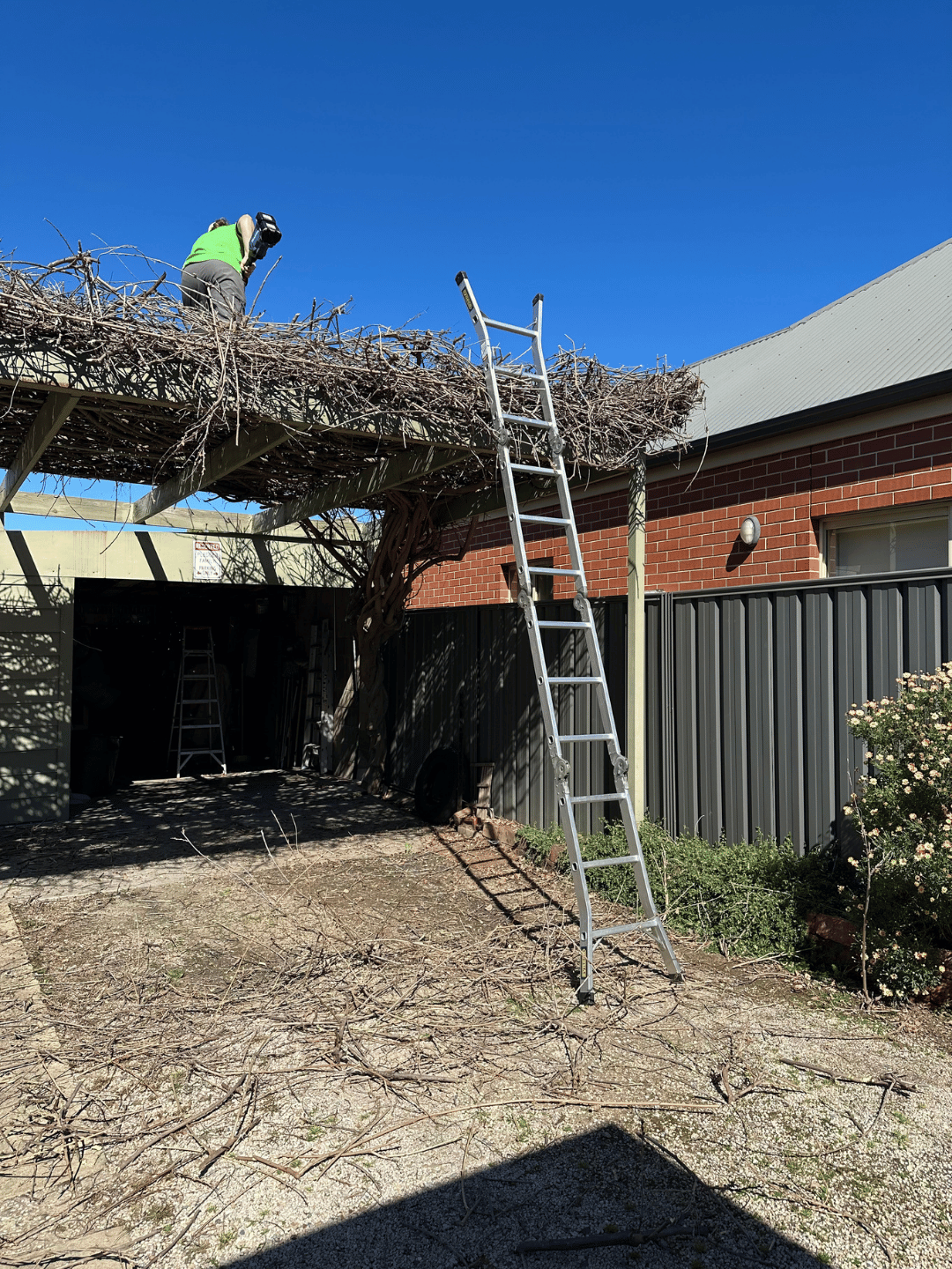 Allison Bunting - Wisteria Pruning 2 (1)