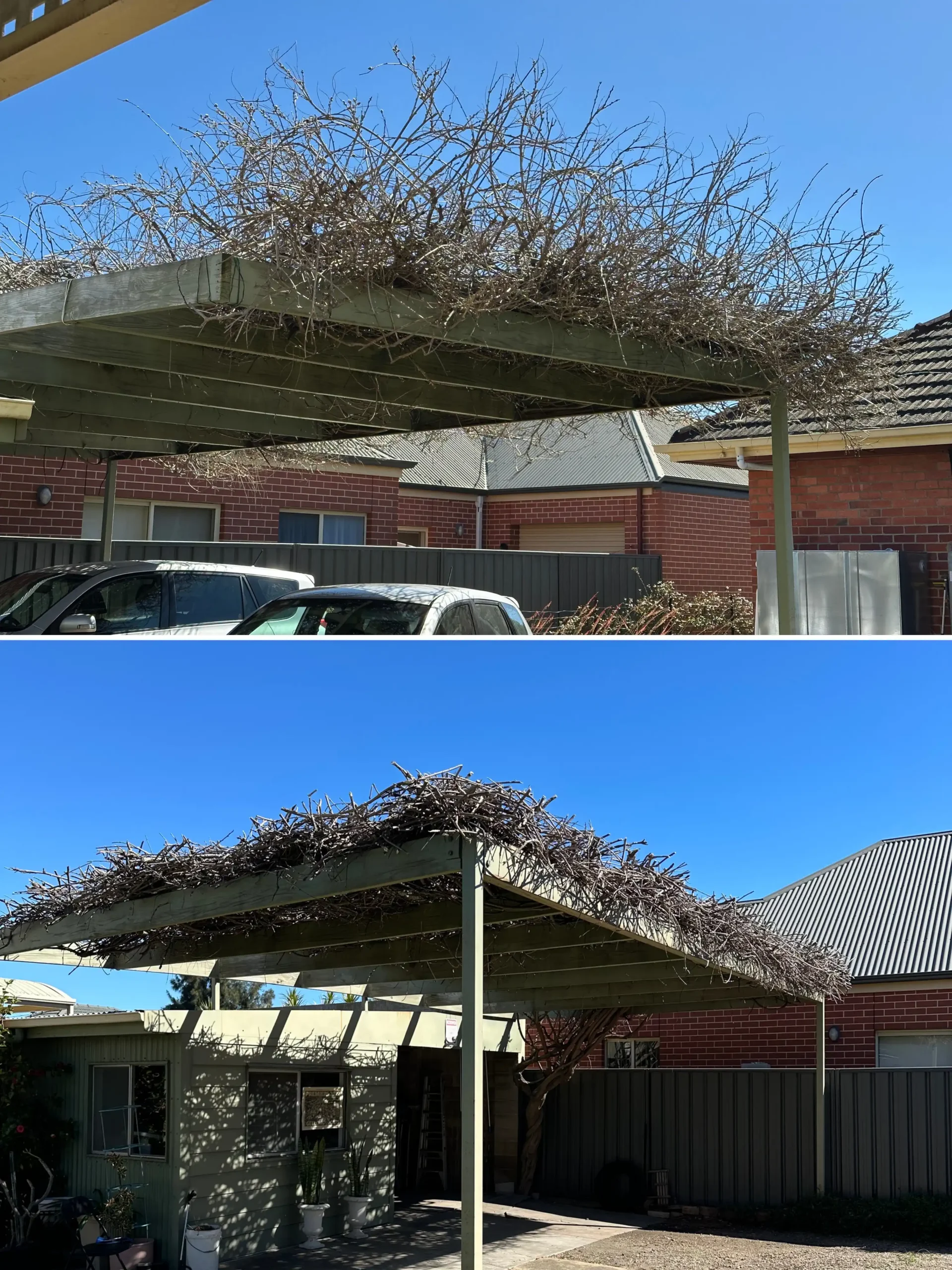 Allison Bunting - Wisteria Pruning Before & After