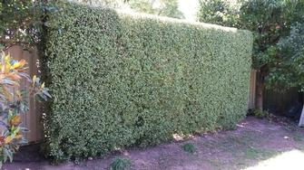 Andrew Craig - Hedge trimming Glengowrie 2