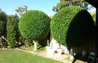 Andrew Craig - Hedge trimming Glengowrie