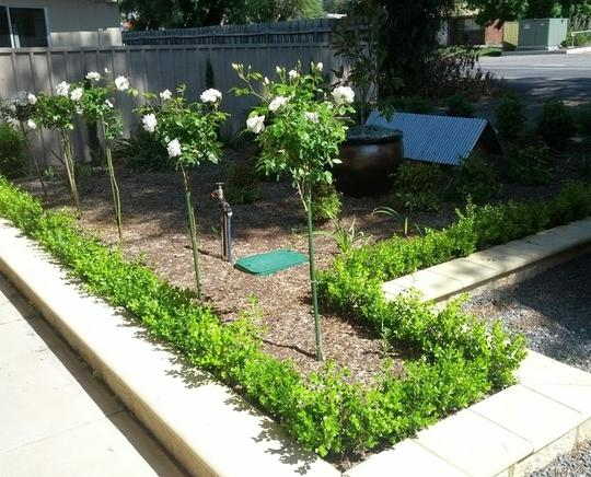 Ashley Davis - Garden Maintenance Front Yard