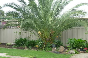 Ashley Davis - Lawn After Mount Barker 2