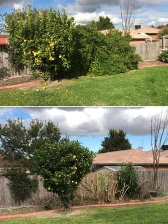 Brian Archibald - Tree and Shrub pruning Before & After Cranbourne