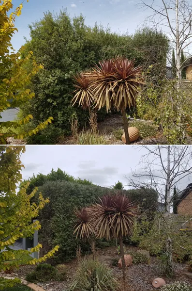 Daniel Eves - Before & After_Hedging