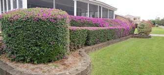Gavin Miles - Bougainvillea Hedge 2