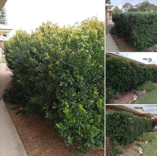 Paul Wilson - Hedging 2