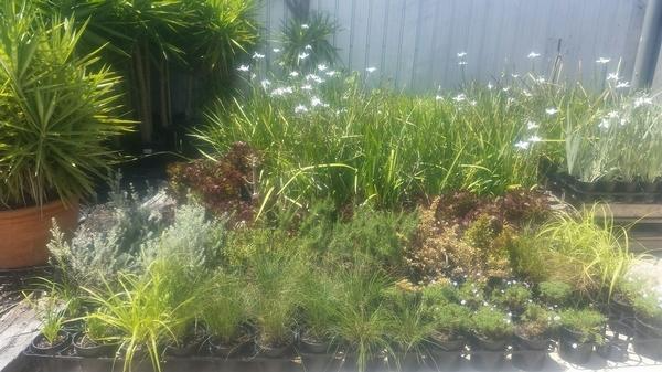 Peter Ash - Plants 2