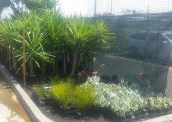 Peter Ash - Plants 4