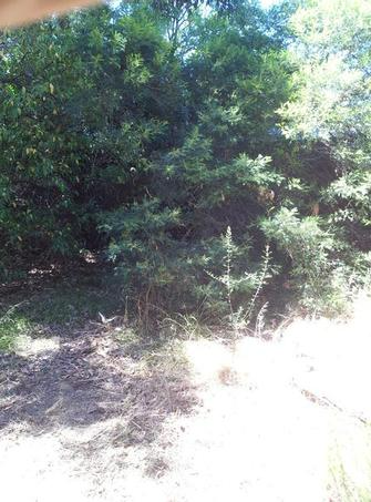 Darren Heath - Garden Tidy Up before 2