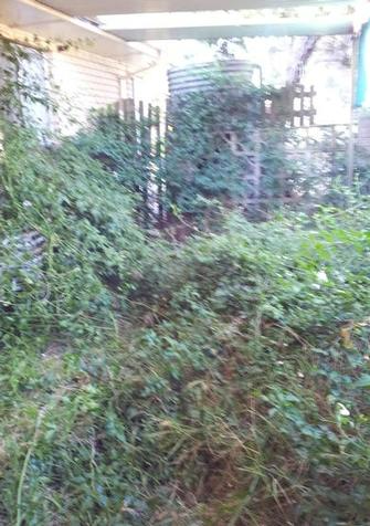 Darren Heath - Garden Tidy Up before 3