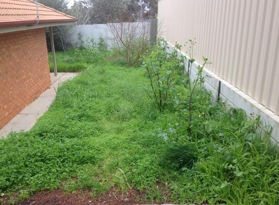 Darren Heath - Garden Tidy Up before 5