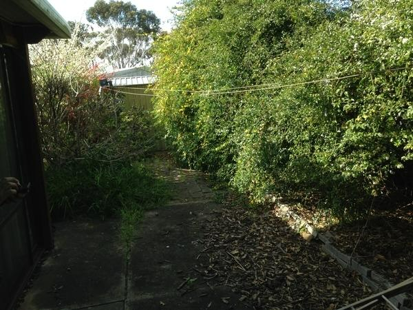 Darren Heath - Shrub Tree Before