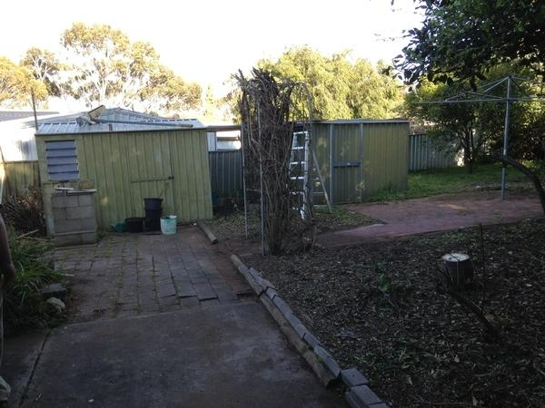 Darren Heath - Shrub Tree after