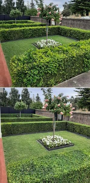Jason Oakes - Hedging in Blakeview - before & after 2