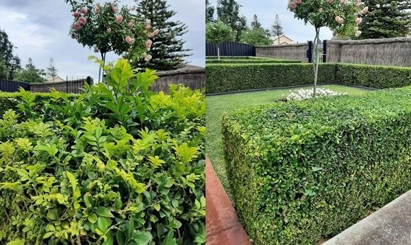 Jason Oakes - Hedging in Blakeview - before & after 3