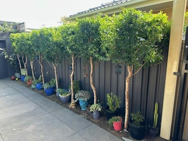Luke & Melissa Kelly - Hedging 4