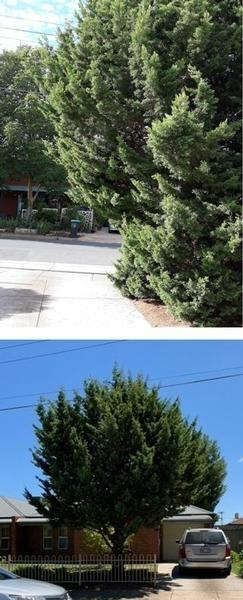 Marty Holloway - Tree trimming - before & after