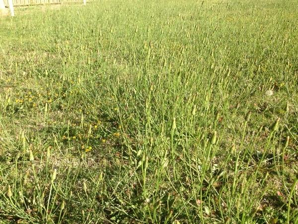 Robert Craddock - Beffore & after weed spraying & mowing - Ellenbrook