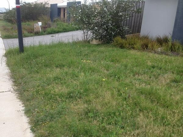 Robert Craddock - Lawn mowing - before Ellenbrook