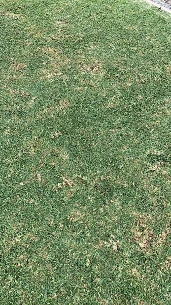 Robert Craddock - lawn after