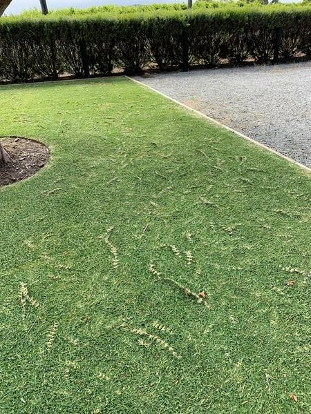 Robert Craddock - lawn before 3