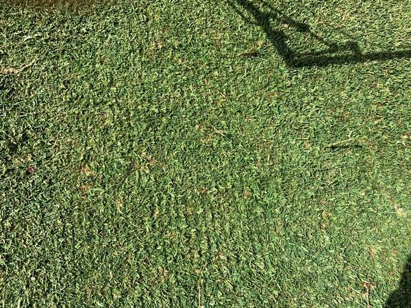 Robert Craddock - lawn during