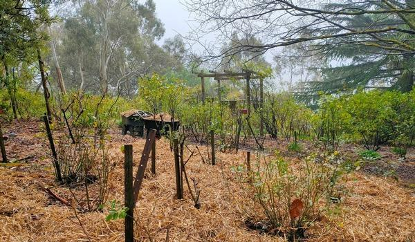 Rod Patterson - Mulching - Happy Valley