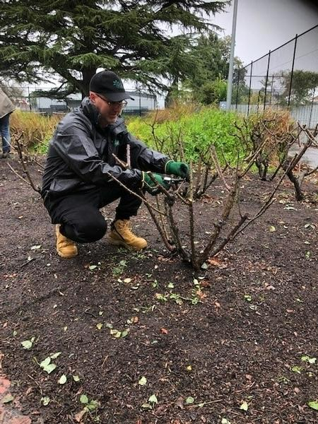 Rod Patterson - Rose pruning