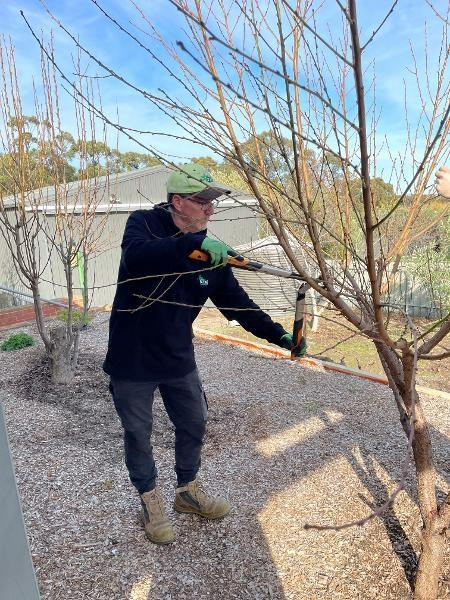 Rod Patterson - Tree pruning