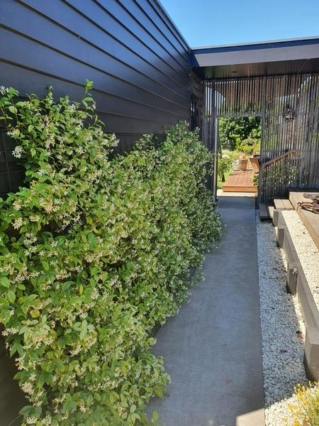 Shane Hermon - Native Garden 4