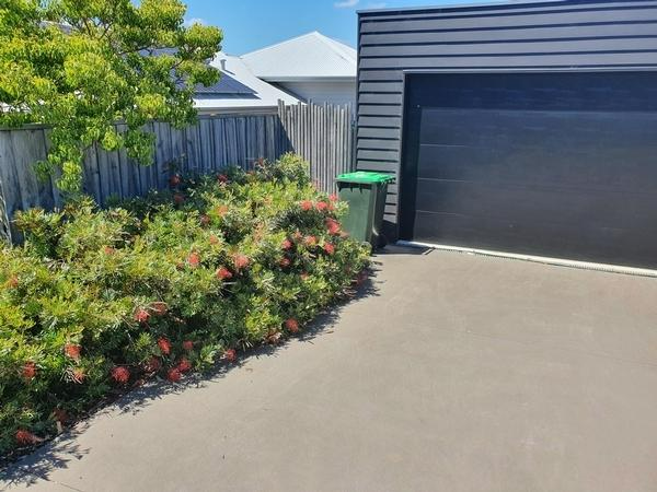 Shane Hermon - Native Garden 5