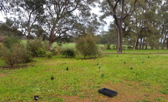 Shane Hermon - Native Tree Planting for a Winery near Margaret River & Witchcliffe 2