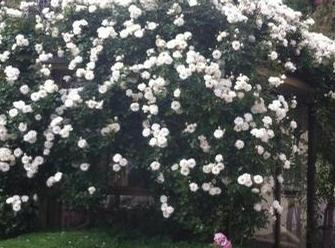 Simon McKay - pruning after