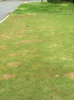 Yonus Gulzari - lawn after