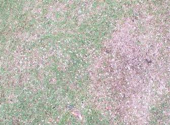 Yonus Gulzari - lawn before