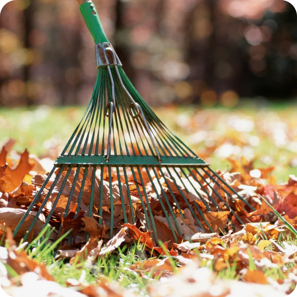Tidy up lawn near me