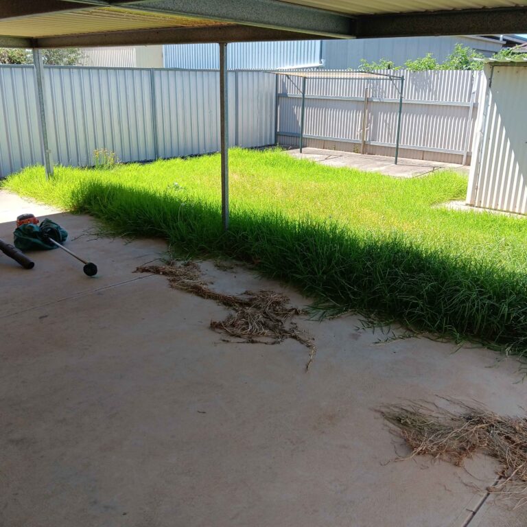 Lawn 2 - before